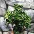 Kép 3/8 - Ilex aquifolium ‘Alaska’ – magyal