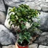 Kép 4/8 - Ilex aquifolium ‘Alaska’ – magyal
