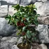 Kép 6/8 - Ilex aquifolium ‘Alaska’ – magyal