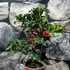 Kép 8/8 - Ilex aquifolium ‘Alaska’ – magyal