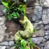 Kép 2/9 - Ficus Ginseng bonsai "S" forma