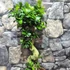 Kép 1/9 - Ficus Ginseng bonsai "S" forma