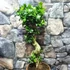 Kép 4/9 - Ficus Ginseng bonsai "S" forma