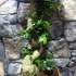 Kép 5/9 - Ficus Ginseng bonsai "S" forma