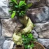 Kép 6/9 - Ficus Ginseng bonsai "S" forma