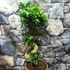 Kép 7/9 - Ficus Ginseng bonsai "S" forma