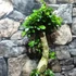 Kép 8/9 - Ficus Ginseng bonsai "S" forma
