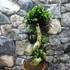 Kép 9/9 - Ficus Ginseng bonsai "S" forma
