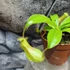 Kép 5/8 - Nepenthes Alata - rovaremésztő kancsóka
