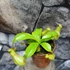 Kép 3/8 - Nepenthes Alata - rovaremésztő kancsóka