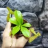 Kép 7/8 - Nepenthes Alata - rovaremésztő kancsóka