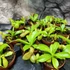 Kép 8/8 - Nepenthes Alata - rovaremésztő kancsóka
