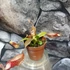Kép 1/5 - Nepenthes Gaya