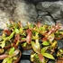 Kép 5/5 - Nepenthes Gaya