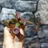 Kép 2/11 - Nepenthes Rebecca