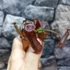 Kép 4/11 - Nepenthes Rebecca