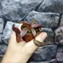 Kép 6/11 - Nepenthes Rebecca