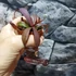Kép 7/11 - Nepenthes Rebecca