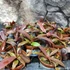 Kép 10/11 - Nepenthes Rebecca