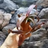 Kép 8/11 - Nepenthes Rebecca