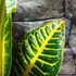Kép 3/7 - Codiaeum Petra / kroton, csodacserje