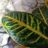 Kép 4/7 - Codiaeum Petra / kroton, csodacserje