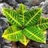 Kép 2/7 - Codiaeum Petra / kroton, csodacserje