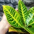 Kép 6/7 - Codiaeum Petra / kroton, csodacserje