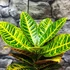 Kép 7/7 - Codiaeum Petra / kroton, csodacserje