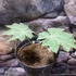Kép 1/7 - Tetrapanax papyrifera