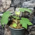 Kép 7/7 - Tetrapanax papyrifera