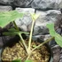 Kép 4/7 - Tetrapanax papyrifera