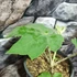 Kép 5/7 - Tetrapanax papyrifera