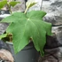 Kép 3/7 - Tetrapanax papyrifera