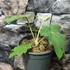 Kép 6/7 - Tetrapanax papyrifera