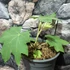Kép 2/7 - Tetrapanax papyrifera