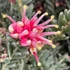 Kép 1/6 - Grevillea lanigera 'Winter Wonder' jelenleg virág nélkül