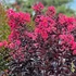 Kép 1/6 - Lagerstroemia 'Black Diamond Mystic'