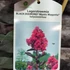 Kép 6/6 - Lagerstroemia 'Black Diamond Mystic'