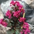 Kép 3/6 - Lagerstroemia 'Black Diamond Mystic'