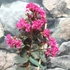 Kép 4/6 - Lagerstroemia 'Black Diamond Mystic'
