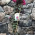 Kép 5/6 - Lagerstroemia 'Black Diamond Mystic'