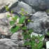 Kép 4/6 - Lagerstroemia indica 'Nivea'