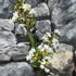 Kép 2/6 - Lagerstroemia indica 'Nivea'