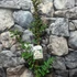 Kép 3/6 - Lagerstroemia indica 'Nivea'