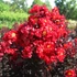 Kép 1/5 - Lagerstroemia 'Red Hot'