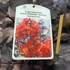 Kép 5/5 - Lagerstroemia 'Red Hot'