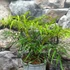Kép 2/10 - Mahonia eurybracteata 'Soft Caress'®