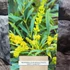 Kép 10/10 - Mahonia eurybracteata 'Soft Caress'®