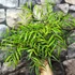 Kép 3/10 - Mahonia eurybracteata 'Soft Caress'®